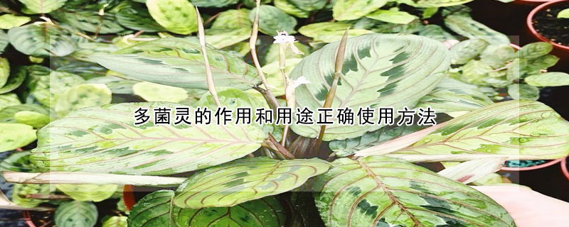 多菌靈的作用和用途正確使用方法