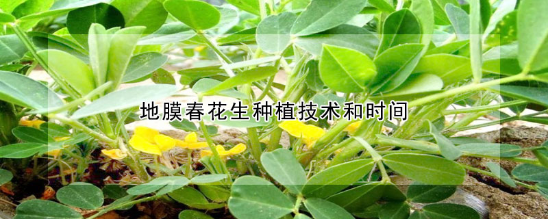 地膜春花生種植技術和時間