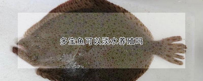 多寶魚(yú)可以淡水養(yǎng)殖嗎