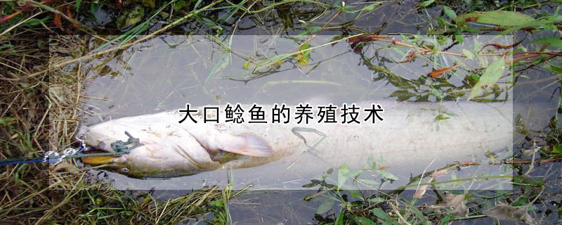 大口鯰魚的養(yǎng)殖技術(shù)