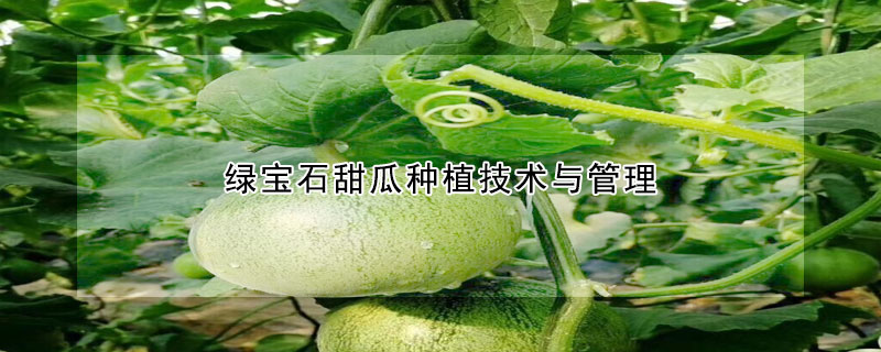 綠寶石甜瓜種植技術與管理