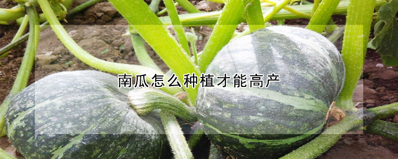 南瓜怎么種植才能高產