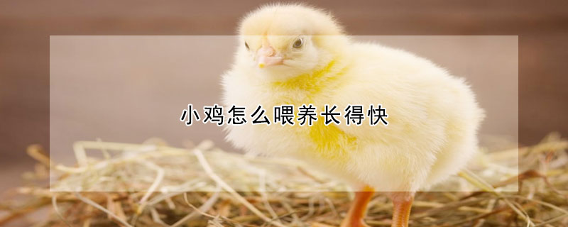 小雞怎么喂養(yǎng)長(zhǎng)得快