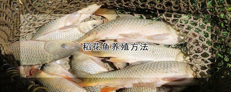 稻花魚養殖方法