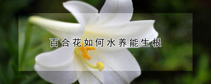 百合花如何水養(yǎng)能生根