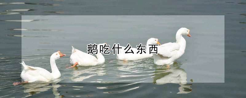 鵝吃什么東西