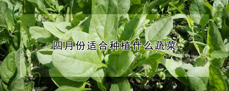 四月份適合種植什么蔬菜