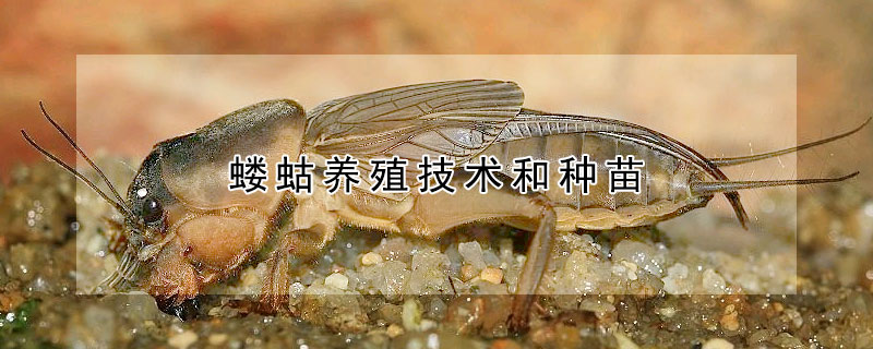 螻蛄養(yǎng)殖技術(shù)和種苗