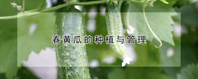 春黃瓜的種植與管理