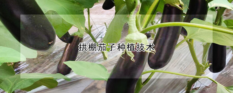 拱棚茄子種植技術(shù)