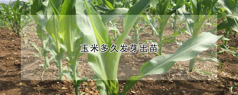 玉米多久發芽出苗