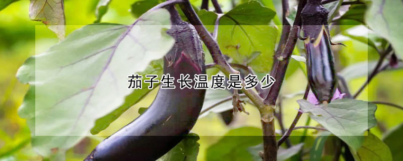 茄子生長溫度是多少