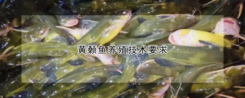 黃顙魚養(yǎng)殖技術要求