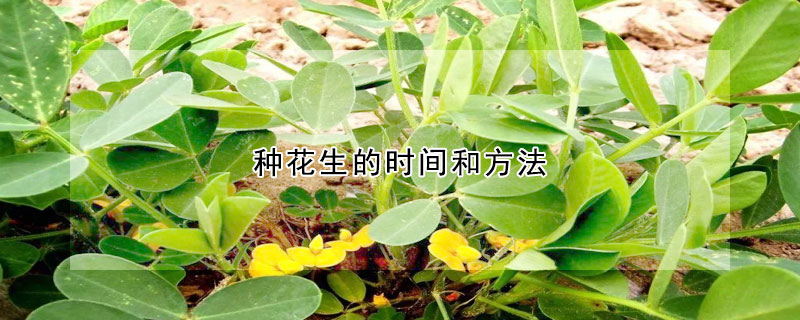 種花生的時間和方法