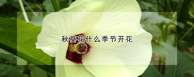 秋葵花什么季節開花