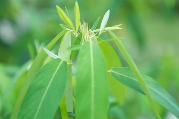 敏感植物是什么花