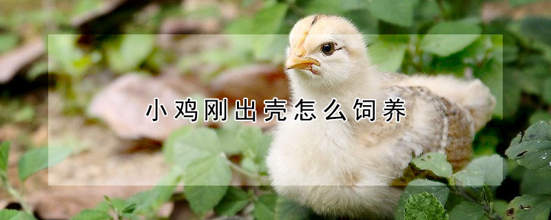 小雞剛出殼怎么飼養