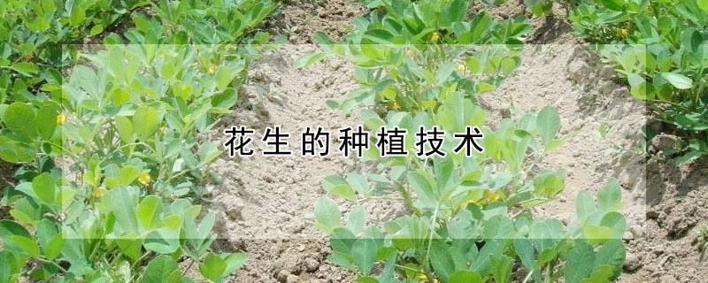 花生的種植技術(shù)