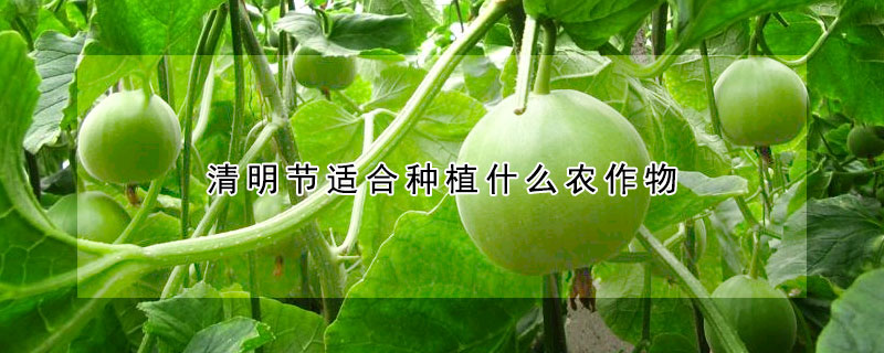 清明節適合種植什么農作物