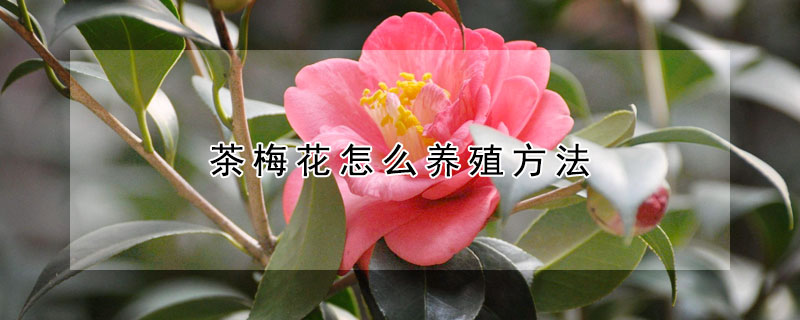 茶梅花怎么養(yǎng)殖方法