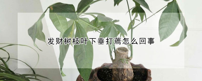 發財樹枝葉下垂打蔫怎么回事