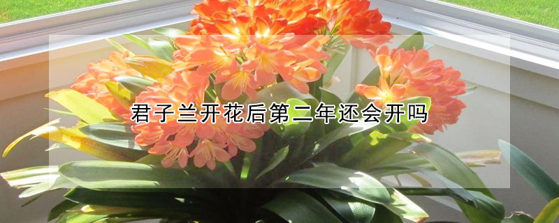 君子蘭開花后第二年還會開嗎