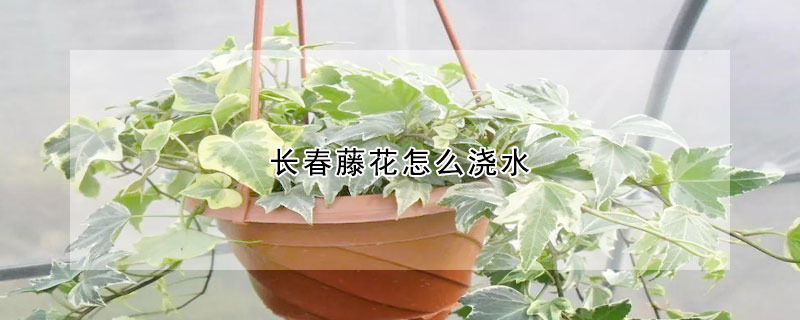 長春藤花怎么澆水