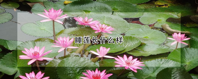 睡蓮長(zhǎng)什么樣