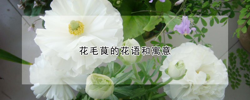 花毛茛的花語和寓意