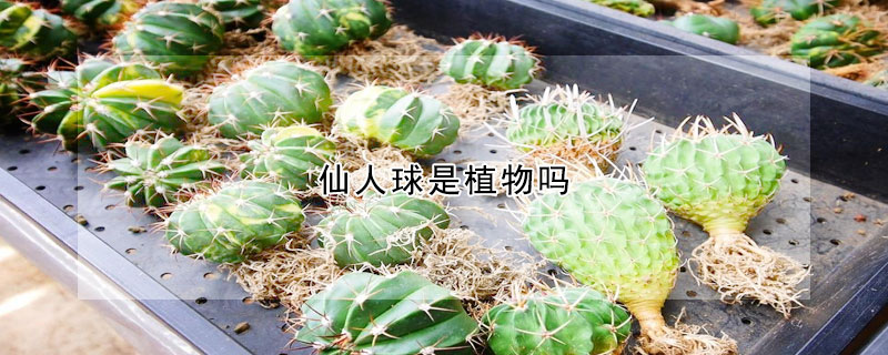 仙人球是植物嗎