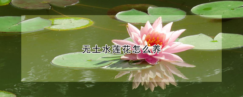 無土水蓮花怎么養