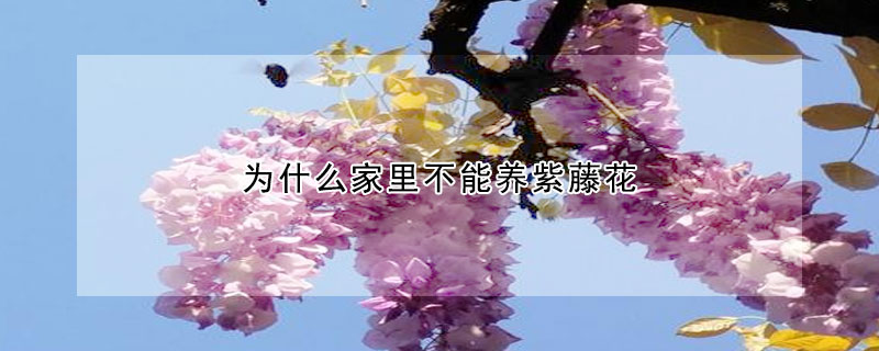 為什么家里不能養紫藤花