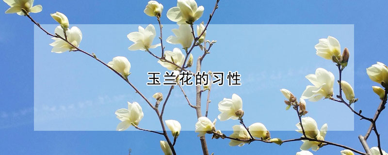 玉蘭花的習性