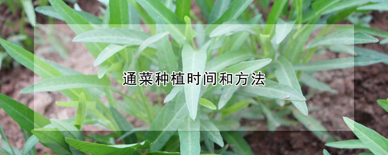 通菜種植時間和方法