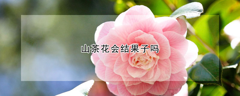 山茶花會結果子嗎