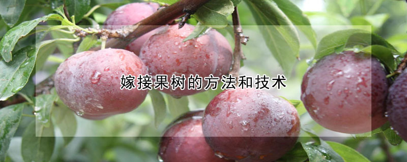 嫁接果樹的方法和技術(shù)