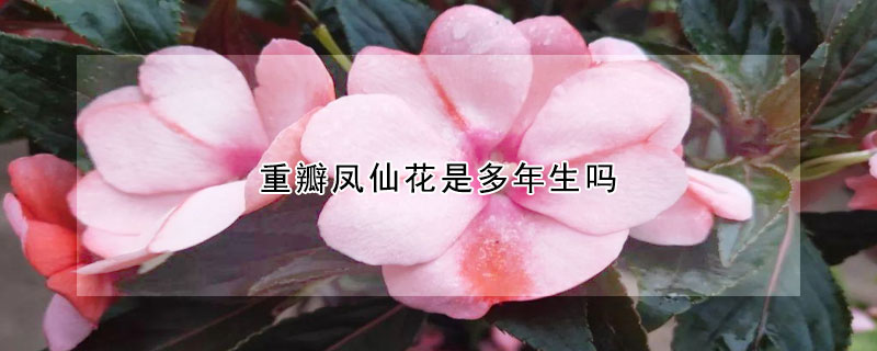 重瓣鳳仙花是多年生嗎