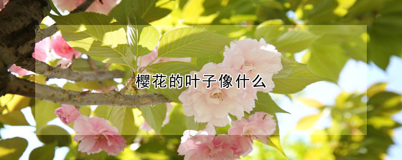 櫻花的葉子像什么