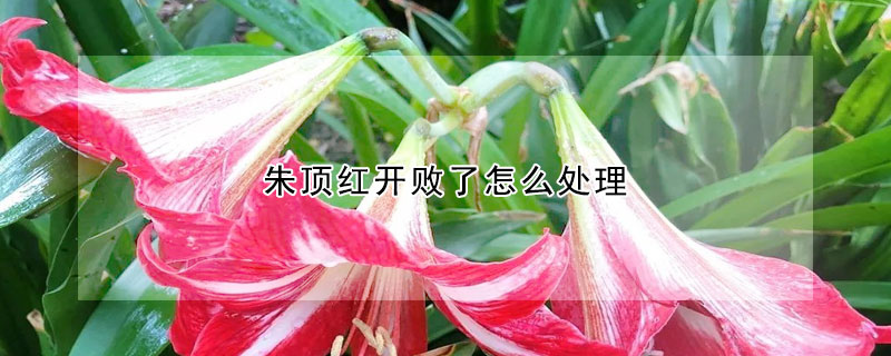 朱頂紅開(kāi)敗了怎么處理