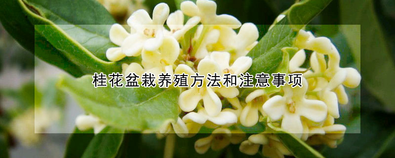 桂花盆栽養(yǎng)殖方法和注意事項(xiàng)