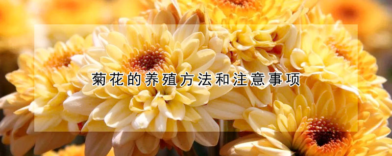 菊花的養(yǎng)殖方法和注意事項(xiàng)