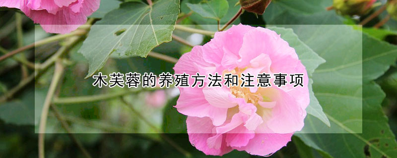 木芙蓉的養(yǎng)殖方法和注意事項(xiàng)