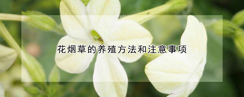 花煙草的養(yǎng)殖方法和注意事項(xiàng)