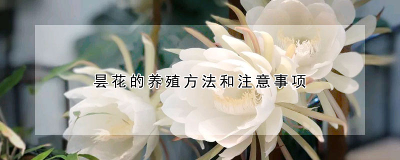 曇花的養(yǎng)殖方法和注意事項