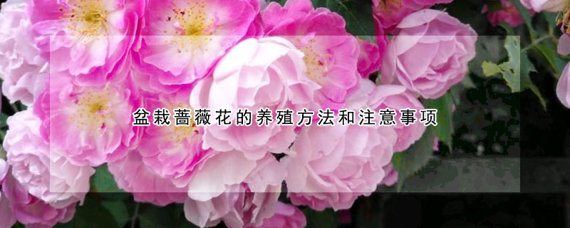 盆栽薔薇花的養(yǎng)殖方法和注意事項(xiàng)