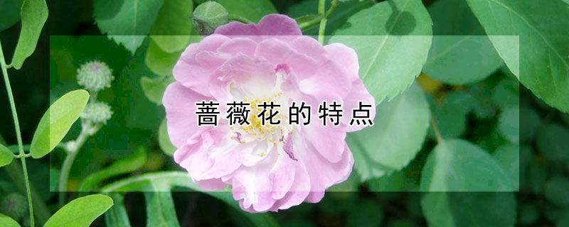 薔薇花的特點