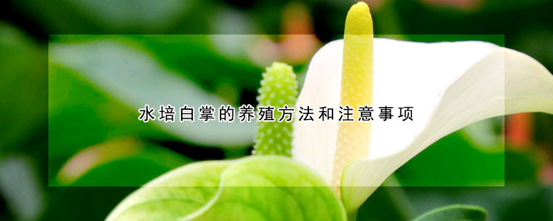 水培白掌的養(yǎng)殖方法和注意事項