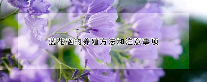 藍花楹的養殖方法和注意事項