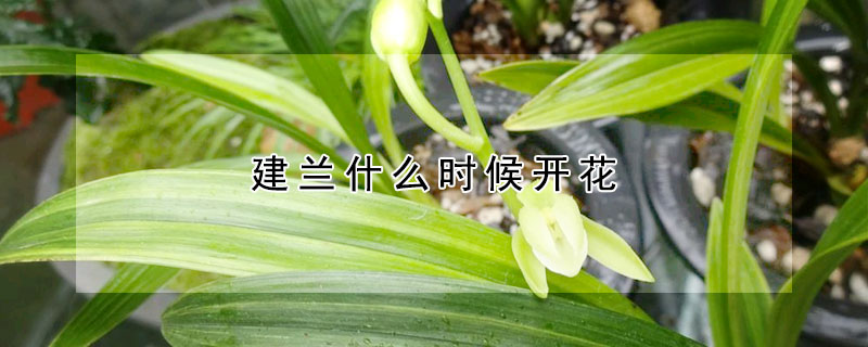 建蘭什么時(shí)候開花