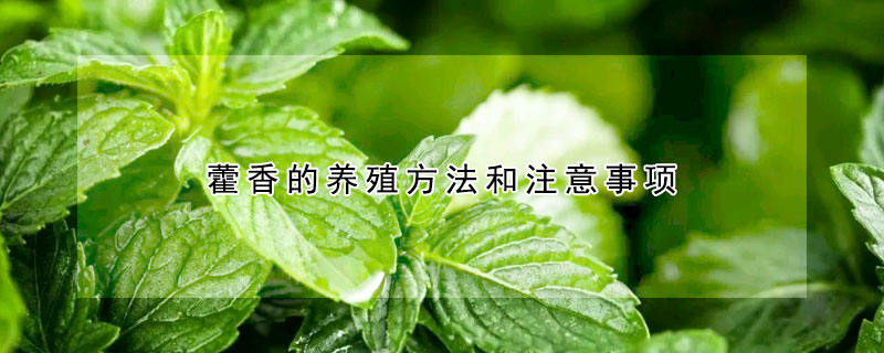 藿香的養(yǎng)殖方法和注意事項(xiàng)